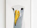 Albatros