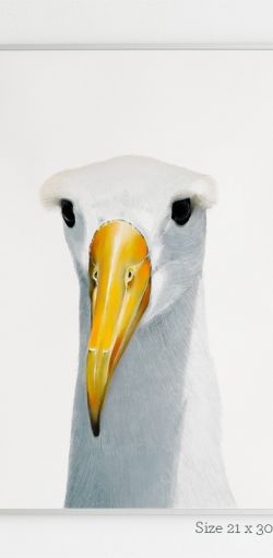 Albatros