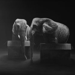 ZOO: ELEFANTS 