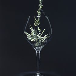 RESERVA 18 mesos de maduració