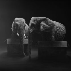 ZOO: ELEFANTS 130 x 162cm