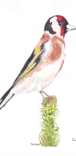 El salt de la cardina