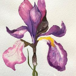 Iris