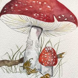 Amanita
