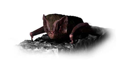 barbicuartos transparente