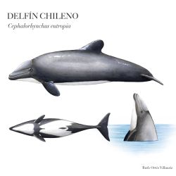 delfin chileno insta