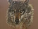 Lobo