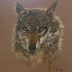 Lobo